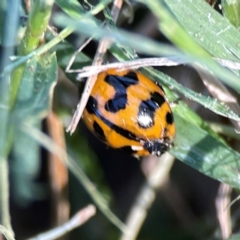 Coccinella transversalis at Mount Ainslie to Black Mountain - 5 Mar 2024 03:04 PM