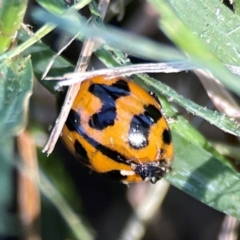 Coccinella transversalis at Mount Ainslie to Black Mountain - 5 Mar 2024 03:04 PM