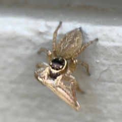 Maratus griseus at Mount Ainslie to Black Mountain - 5 Mar 2024 03:00 PM