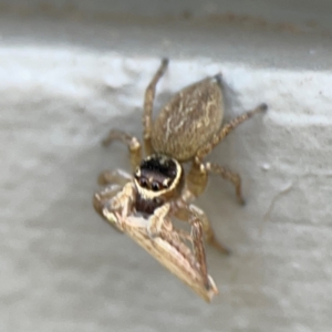 Maratus griseus at Mount Ainslie to Black Mountain - 5 Mar 2024