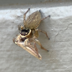 Maratus griseus at Mount Ainslie to Black Mountain - 5 Mar 2024 03:00 PM