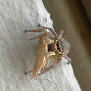 Maratus griseus at Mount Ainslie to Black Mountain - 5 Mar 2024 03:00 PM