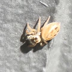 Opisthoncus sp. (genus) (Opisthoncus jumping spider) at Mount Ainslie to Black Mountain - 5 Mar 2024 by Hejor1