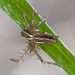 Oxyopes sp. (genus) (Lynx spider) at Mount Ainslie to Black Mountain - 5 Mar 2024 by Hejor1