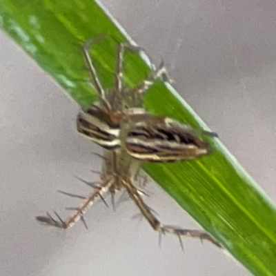 Oxyopes sp. (genus) (Lynx spider) at Campbell, ACT - 5 Mar 2024 by Hejor1