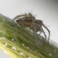 Oxyopes sp. (genus) at Mount Ainslie to Black Mountain - 5 Mar 2024