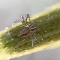 Oxyopes sp. (genus) at Mount Ainslie to Black Mountain - 5 Mar 2024