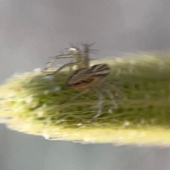 Oxyopes sp. (genus) at Mount Ainslie to Black Mountain - 5 Mar 2024