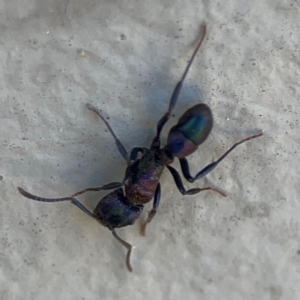 Rhytidoponera sp. (genus) at Mount Ainslie to Black Mountain - 5 Mar 2024