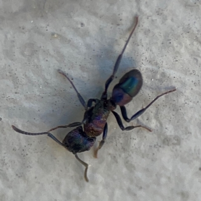 Rhytidoponera sp. (genus) (Rhytidoponera ant) at Campbell, ACT - 5 Mar 2024 by Hejor1