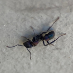 Rhytidoponera sp. (genus) at Mount Ainslie to Black Mountain - 5 Mar 2024