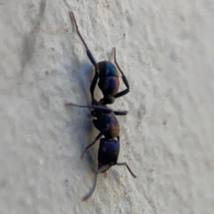 Rhytidoponera sp. (genus) at Mount Ainslie to Black Mountain - 5 Mar 2024