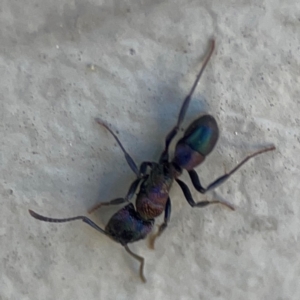 Rhytidoponera sp. (genus) at Mount Ainslie to Black Mountain - 5 Mar 2024