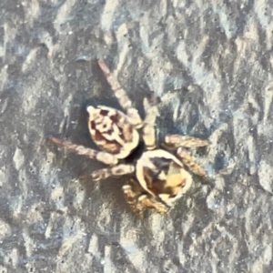 Maratus griseus at Mount Ainslie to Black Mountain - 5 Mar 2024