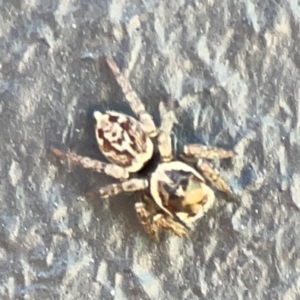 Maratus griseus at Mount Ainslie to Black Mountain - 5 Mar 2024 03:08 PM