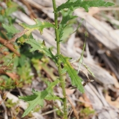 Senecio hispidulus (Hill Fireweed) at Uriarra Village, ACT - 5 Mar 2024 by RAllen