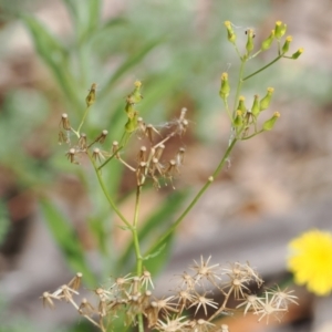 Senecio hispidulus at Lower Cotter Catchment - 6 Mar 2024