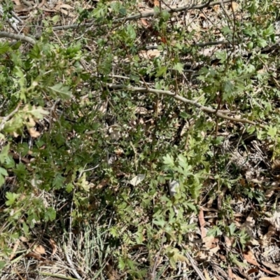 Crataegus monogyna (Hawthorn) at Yarralumla, ACT - 8 Mar 2024 by KMcCue