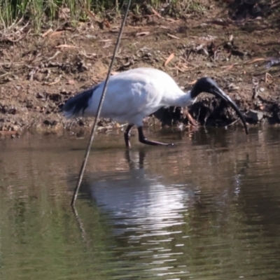 Threskiornis molucca (Australian White Ibis) at Dickson, ACT - 6 Mar 2024 by AlisonMilton