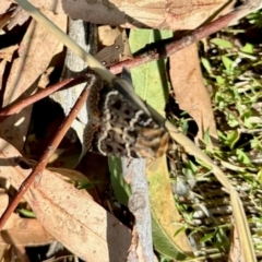 Proteuxoa sanguinipuncta (Blood-spotted Noctuid) at Yarralumla, ACT - 8 Mar 2024 by KMcCue