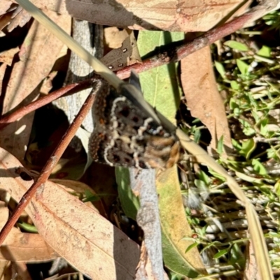 Proteuxoa sanguinipuncta (Blood-spotted Noctuid) at Aranda Bushland - 8 Mar 2024 by KMcCue