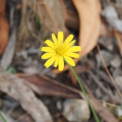 Hypochaeris radicata (Cat's Ear, Flatweed) at Uriarra Village, ACT - 5 Mar 2024 by RAllen