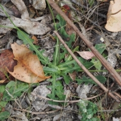 Hypochaeris radicata at Lower Cotter Catchment - 6 Mar 2024