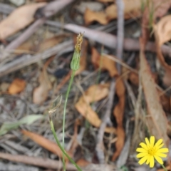 Hypochaeris radicata at Lower Cotter Catchment - 6 Mar 2024 10:54 AM