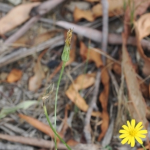 Hypochaeris radicata at Lower Cotter Catchment - 6 Mar 2024