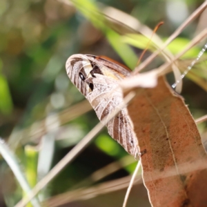 Heteronympha merope at Mount Ainslie - 8 Mar 2024