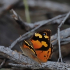 Heteronympha merope at Mount Ainslie - 8 Mar 2024