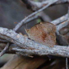 Heteronympha merope at Mount Ainslie - 8 Mar 2024 05:24 PM