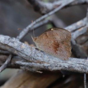 Heteronympha merope at Mount Ainslie - 8 Mar 2024