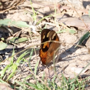 Heteronympha merope at Mount Ainslie - 8 Mar 2024