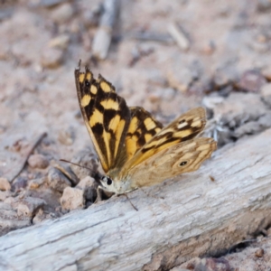 Heteronympha paradelpha at Mount Ainslie - 8 Mar 2024