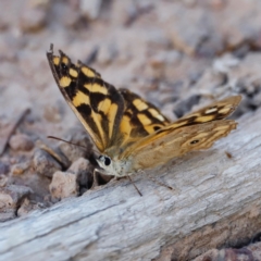 Heteronympha paradelpha at Mount Ainslie - 8 Mar 2024 05:31 PM