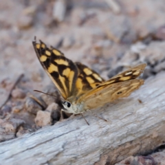 Heteronympha paradelpha at Mount Ainslie - 8 Mar 2024 05:31 PM