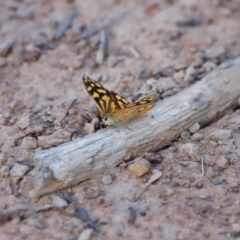 Heteronympha paradelpha at Mount Ainslie - 8 Mar 2024