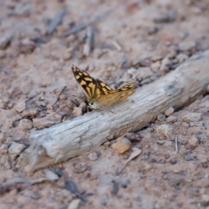 Heteronympha paradelpha at Mount Ainslie - 8 Mar 2024 05:31 PM