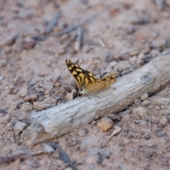 Heteronympha paradelpha at Mount Ainslie - 8 Mar 2024 05:31 PM