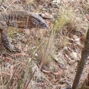 Varanus rosenbergi at Mount Majura - suppressed