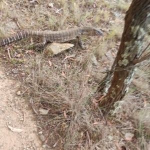 Varanus rosenbergi at Mount Majura - 8 Mar 2024