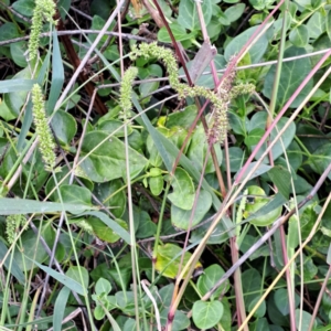 Setaria verticillata at Watson Green Space - 20 Feb 2024 10:57 AM