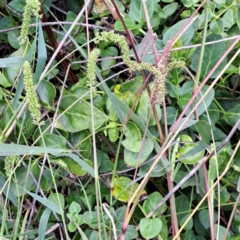 Setaria verticillata (Whorled Pigeon Grass) at Watson Green Space - 19 Feb 2024 by abread111