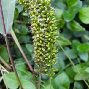 Setaria verticillata at Watson Green Space - 20 Feb 2024 10:57 AM