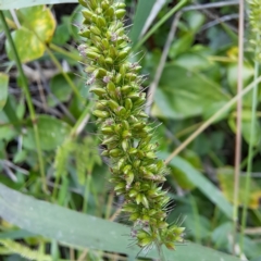 Setaria verticillata at Watson Green Space - 20 Feb 2024