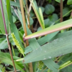 Setaria verticillata at Watson Green Space - 20 Feb 2024 10:57 AM