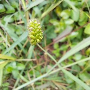 Setaria verticillata at Watson Green Space - 20 Feb 2024 10:57 AM