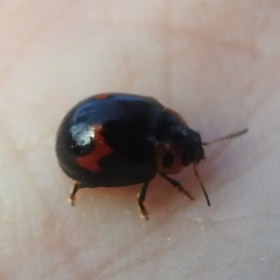 Orcus bilunulatus (Ladybird beetle) at Kambah, ACT - 8 Mar 2024 by HelenCross