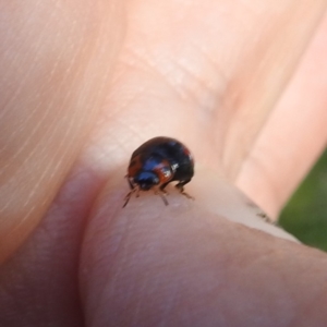 Orcus bilunulatus at Lions Youth Haven - Westwood Farm A.C.T. - 8 Mar 2024